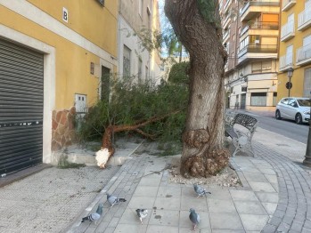 El fuerte viento causa la ca&iacute;da de una rama en Elda