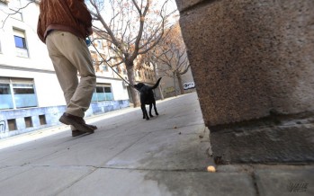 Elda en pie de guerra contra la suciedad en las calles