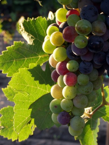  Vinos de autor
