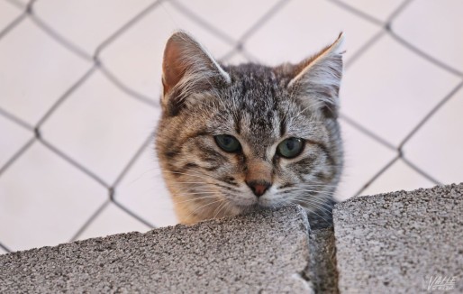 Elda esterilizar&aacute; 200 gatos de colonias urbanas