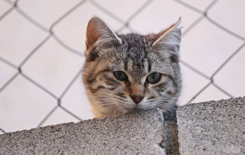 Elda esterilizar&aacute; 200 gatos de colonias urbanas