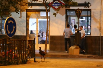 Un gallo de pelea aparece en La Farola