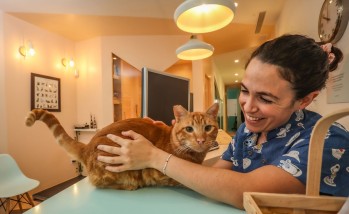 La Cl&iacute;nica Veterinaria Vinalop&oacute; est&aacute; especializada en el cuidado de las mascotas felinas