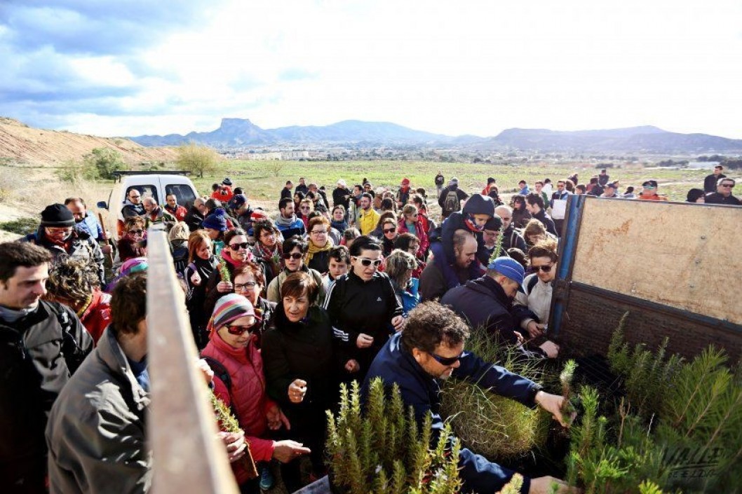 Medio Ambiente distribuirá pinos gratuitos para plantarlos el 19 de marzo Medio Ambiente distribuirá pinos gratuitos para plantarlos el 19 de marzo
