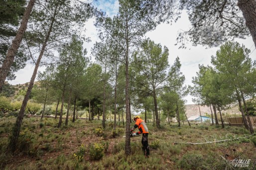 Petrer realiza trabajos de poda en la Almadraba para prevenir incendios