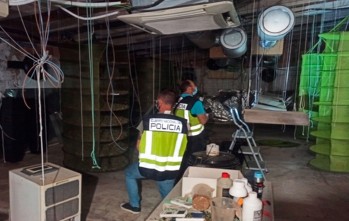 Dos detenidos en Elda por una plantaci&oacute;n con 26 kilos de marihuana