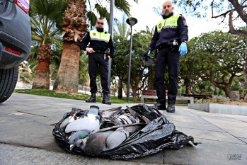 Envenenamiento masivo de palomas en la Plaza Castelar