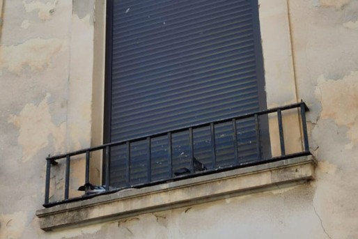 Denuncian ante el Juzgado un nuevo envenenamiento de palomas en Elda