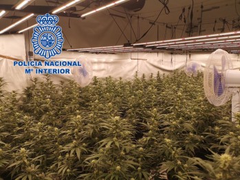 La Polic&iacute;a localiza un nuevo cultivo de marihuana en el casco hist&oacute;rico de Petrer