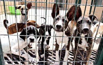 Ascan fomenta la adopci&oacute;n de animales con la 2&ordf; edici&oacute;n de "Ap&eacute;rrate"