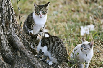 Arranca en Elda el programa para esterilizar las colonias de gatos