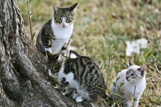 Arranca en Elda el programa para esterilizar las colonias de gatos