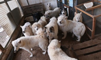 ADA recibe casi 500 llamadas en 48 horas para ayudar a los 46 perros samoyedos