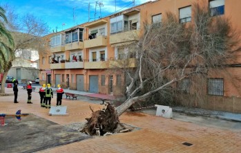 El viento derriba un &aacute;rbol en el parque Isla Trinidad de Petrer