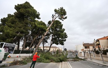 La tala de cuatro pinos corta al tr&aacute;fico la avenida del Mediterr&aacute;neo