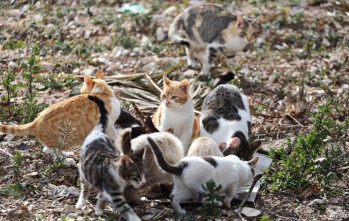 Zakur Elda recoge material para los animales de Ucrania