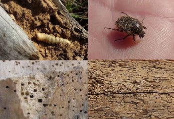 Corc&oacute;n, corcar y corcarse