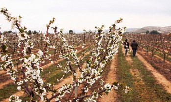 Petrer presenta un nuevo producto tur&iacute;stico relacionado con la almendra, la uva y la oliva