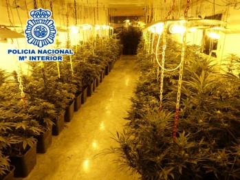Detienen a seis personas e incautan 565 plantas de marihuana en un operativo en la Tafalera