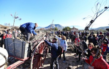 La recogida de la le&ntilde;a para San Ant&oacute;n, una tradici&oacute;n consolidada en Elda