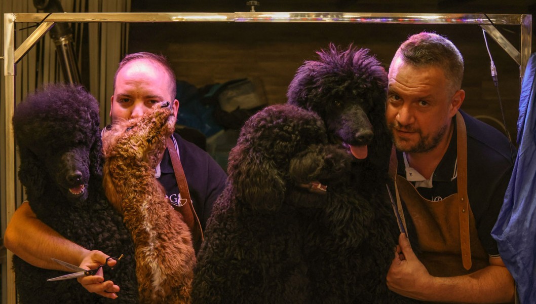 Mundo Vivo se convierte en centro de formación de peluquería canina Mundo Vivo se convierte en centro de formación de peluquería canina