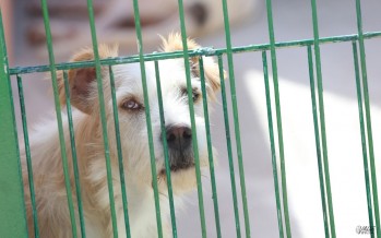 M&aacute;s de 260 animales mejorar&aacute;n sus condiciones de vida gracias a las obras en el albergue de la Mancomunidad