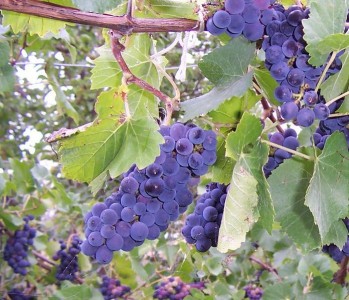Uvas internacionales cultivadas en Espa&ntilde;a