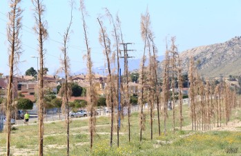 Ciudadanos de Petrer vuelve a denunciar la falta de gesti&oacute;n del PSOE en la arboleda junto a la autov&iacute;a