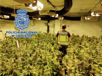 Desarticulan en Petrer un punto de venta de cultivo de marihuana en una nave industrial