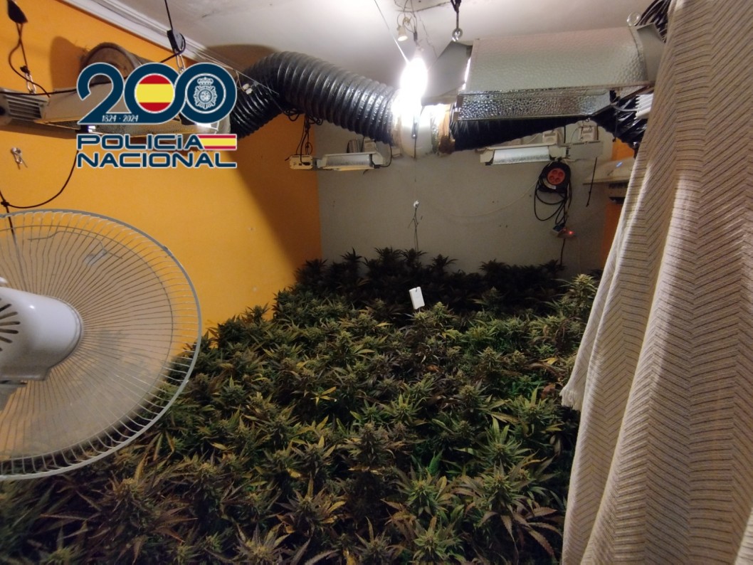 Desarticulado un grupo criminal dedicado al cultivo “indoor” de marihuana Desarticulado un grupo criminal dedicado al cultivo “indoor” de marihuana