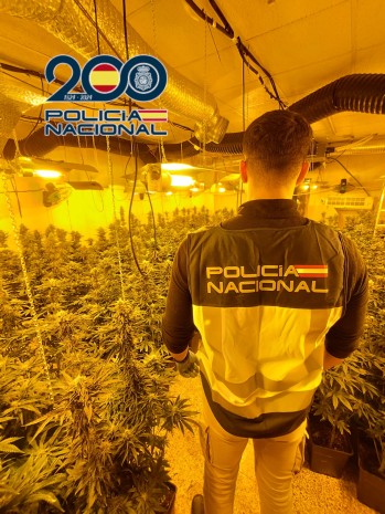 Tres detenidos por una plantaci&oacute;n de marihuana en Elda
