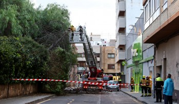 Cae una rama de gran tama&ntilde;o en la calle Joaqu&iacute;n Coronel por el viento