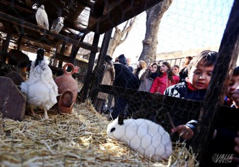 Cientos de ni&ntilde;os visitan la granja de San Ant&oacute;n