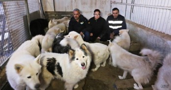 ADA rescata a 46 perros que buscan casa por Navidad