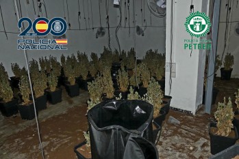 Detenido un var&oacute;n por una nueva plantaci&oacute;n de marihuana en Petrer