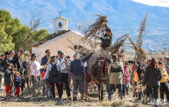 Los eldenses cumplen con la tradici&oacute;n de recoger le&ntilde;a para la hoguera de San Ant&oacute;n