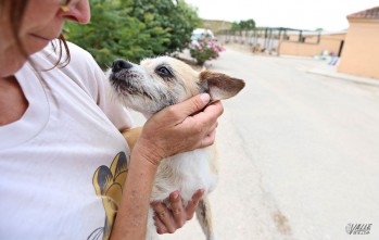 Rescatan a un perro tras caer a un pozo de cuatro metros