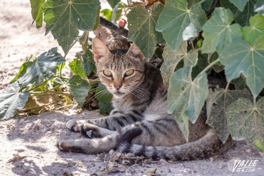 Elda esteriliza a cientos de gatos al a&ntilde;o