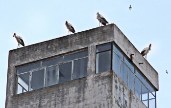 Las cig&uuml;e&ntilde;as visitan Elda en su recorrido migratorio