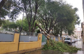 Susto en la sede de la Asociaci&oacute;n de alzh&eacute;imer al caer una rama