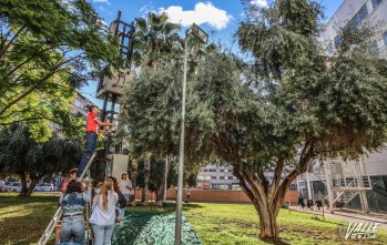 Estudiantes del CIPFP Valle de Elda recogen la oliva de los &aacute;rboles del municipio