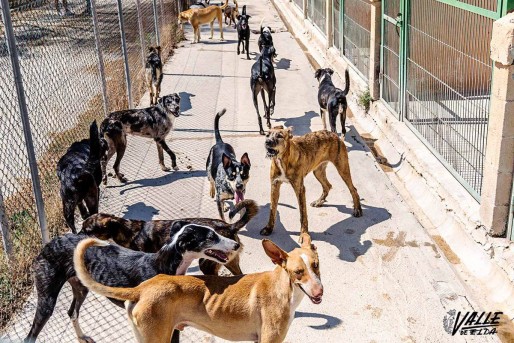 M&aacute;s de 150 animales pasan el verano en el albergue de Elda
