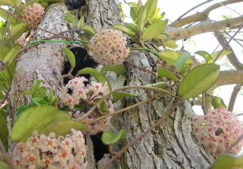 &ldquo;De un &aacute;rbol de cien a&ntilde;os, he mirado las flores, de un d&iacute;a&rdquo;