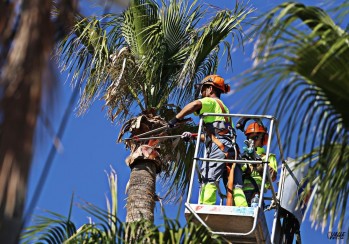 Comienza la mejora de los Jardines del Vinalop&oacute;