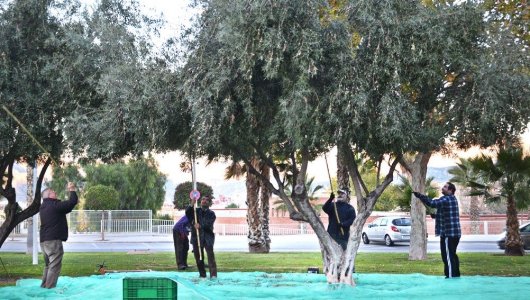 El Ayuntamiento de Petrer cede la oliva municipal a Cáritas El Ayuntamiento de Petrer cede la oliva municipal a Cáritas