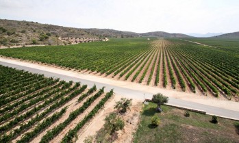  Nuestra peque&ntilde;a historia del vino (3)