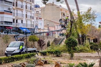 Arrancan los trabajos de tala de los pinos de la Explanada en Petrer por el riesgo de ca&iacute;da
