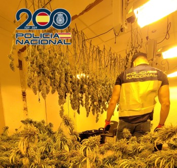 Seis detenidos tras desarticular un grupo criminal al frente de una plantaci&oacute;n de marihuana