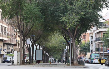 Petrer analizar&aacute; uno a uno sus &aacute;rboles para conocer su estado de salud