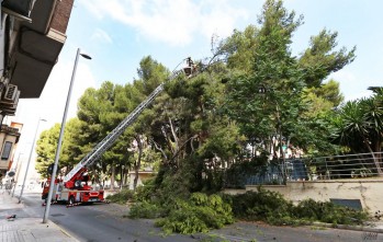 Caen dos &aacute;rboles en el parque Adolfo Su&aacute;rez de Elda